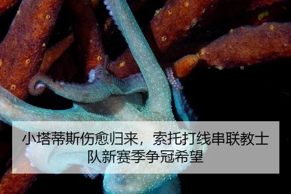 小塔蒂斯伤愈归来，索托打线串联教士队新赛季争冠希望